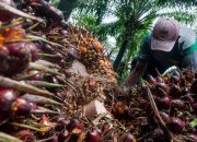 Kinerja Industri Kelapa Sawit Tahun Ini Diakui Tidak Semulus Tahun 2022