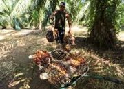 Perjuangan Indonesia sebagai Penghasil Sawit Terbesar, Mengatasi Tantangan Global dalam Produksi