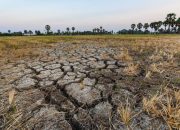 BMKG: Kemungkinan Fenomena El Nino Tak Kembali Terjadi Lagi di Tahun Ini