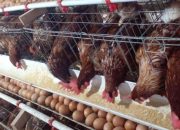 Harga Beras Turun, Harga Telur Ayam Ras Naik 3,96%