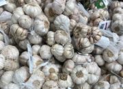 KSP: Macetnya Realisasi Impor, Harga Bawang Putih Melonjak