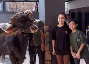 Ayu Ting Ting: Kurban Sapi Jadi Kebiasaan Kami Setiap Hari Raya Iduladha