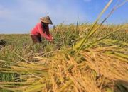 Bank Dunia Ungķap Produksi Padi Indonesia Masih Lemah